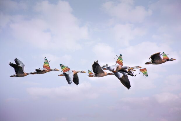 An image of birds in flight, each of them carrying a little illustration of a data chart